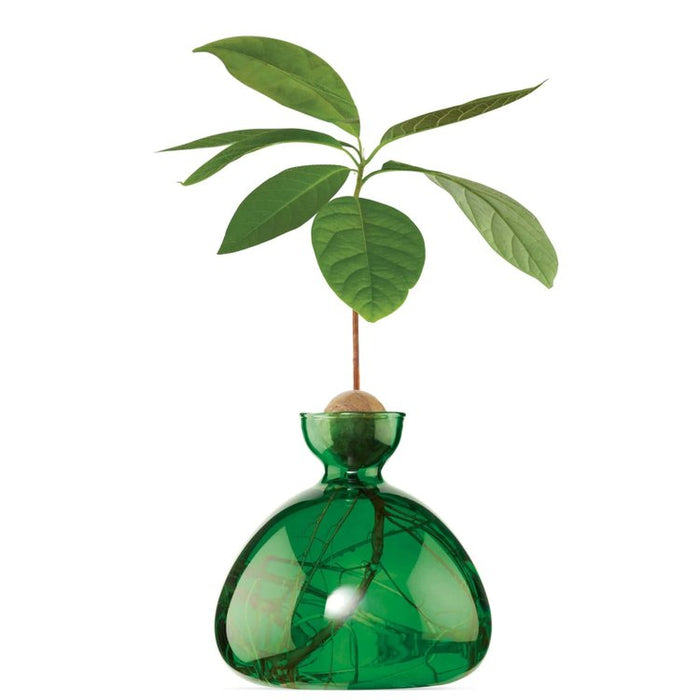 AVOCADO VASE | Ilex Studio