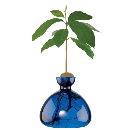AVOCADO VASE | Ilex Studio
